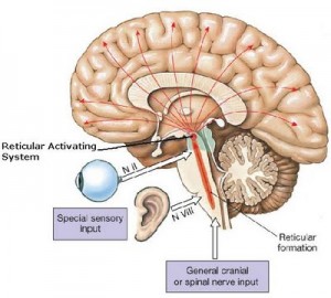 reticular-activating-system-function-300x270